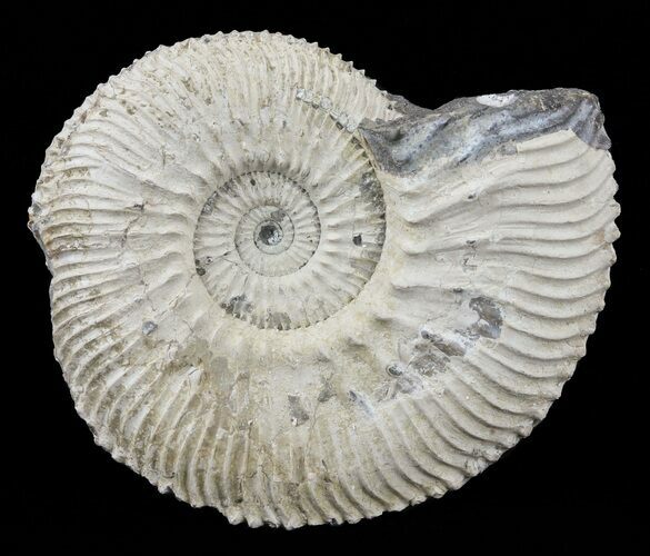 Wide Kosmoceras Ammonite - England #60305